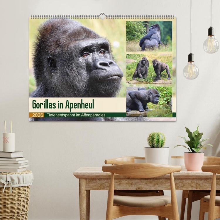 Produktbild: Flachlandgorillas in Apenheul (Wandkalender 2026 DIN A2 quer), CALVENDO Monatskalender