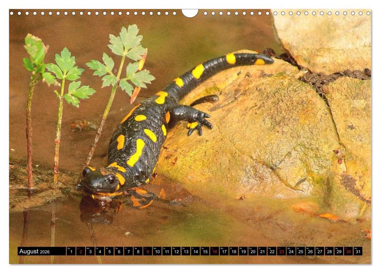 Produktbild: Im Revier der Salamander (Wandkalender 2026 DIN A3 quer), CALVENDO Monatskalender