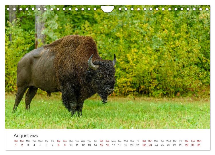 Produktbild: Wild Canada (Wall Calendar 2026 DIN A4 landscape), CALVENDO 12 Month Wall Calendar
