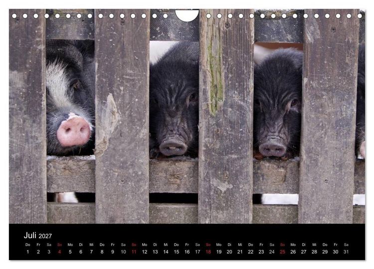 Produktbild: Schweinereien (Wandkalender 2027 DIN A4 quer), CALVENDO Monatskalender