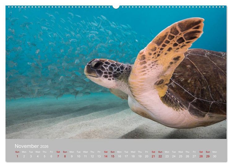Produktbild: Caribbean Sea Turtles (High Quality Premium Wall Calendar 2026 DIN A2 landscape),CALVENDO 12 Month Wall Calendar