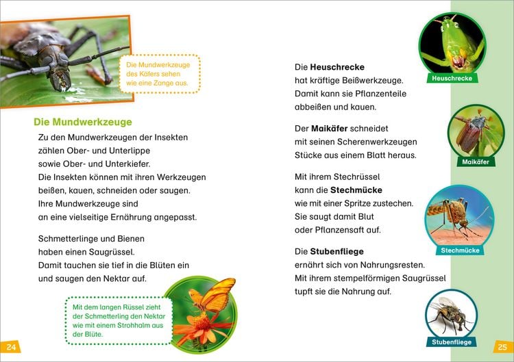 Produktbild: WAS IST WAS Erstes Lesen Band 11. Insekten