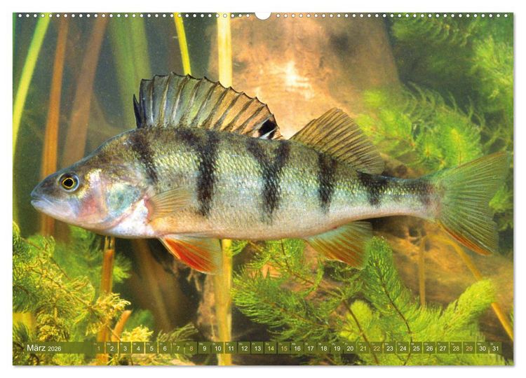 Produktbild: Fische in Teichen und Fl&uuml;ssen (hochwertiger Premium Wandkalender 2026 DIN A2 quer), Kunstdruck in Hochglanz