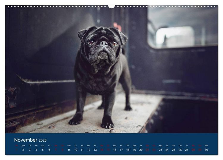Produktbild: Diesel - ein mopsiges Leben (hochwertiger Premium Wandkalender 2026 DIN A2 quer), Kunstdruck in Hochglanz