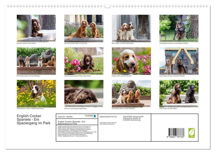 Produktbild: English Cocker Spaniels - Ein Spaziergang im Park (hochwertiger Premium Wandkalender 2026 DIN A2 quer), Kunstdruck in Hochglanz