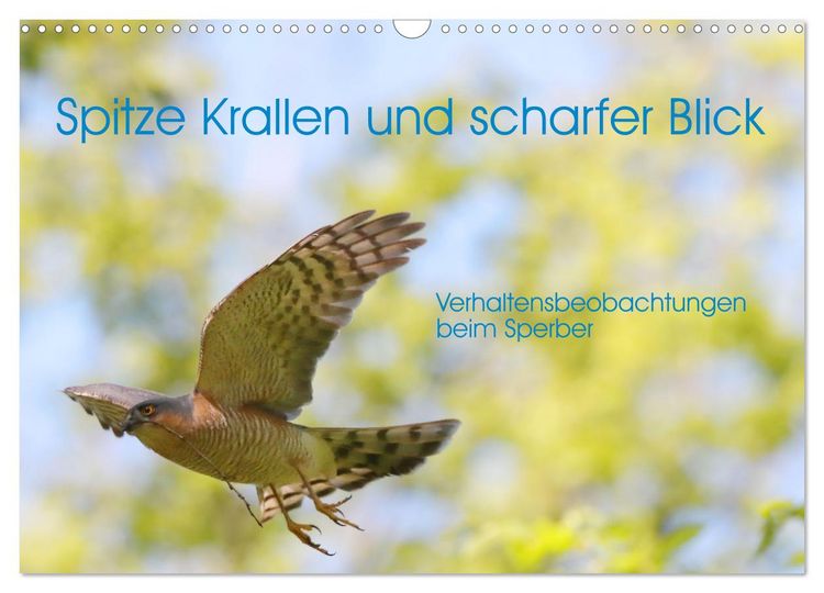 Produktbild: Spitze Krallen und scharfer Blick - Verhalten Sperber (Wandkalender 2026 DIN A3 quer), CALVENDO Monatskalender
