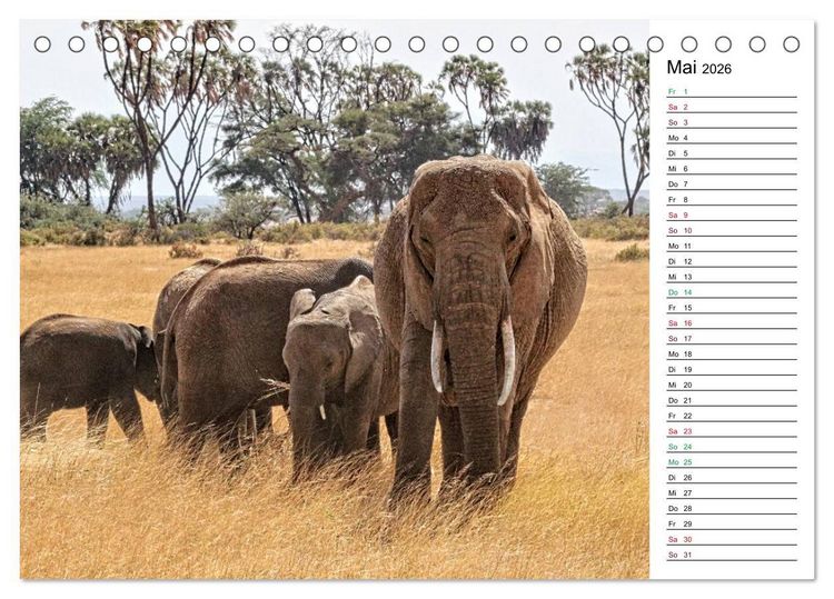 Produktbild: Elefanten . Wildlife in Kenia (Tischkalender 2026 DIN A5 quer), CALVENDO Monatskalender