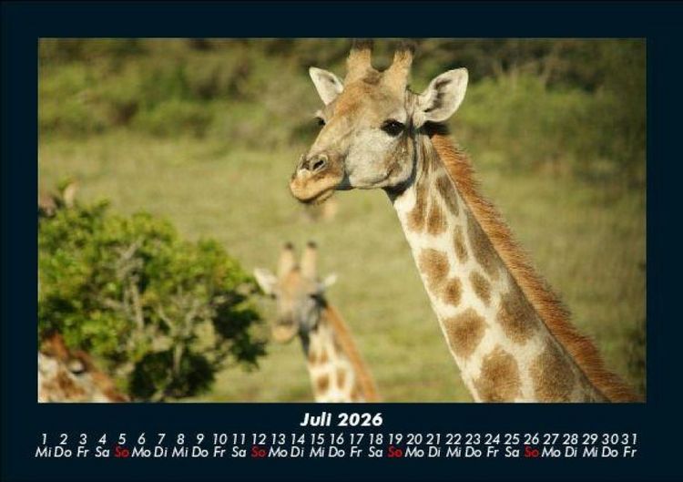 Produktbild: Giraffen 2026 Fotokalender DIN A5