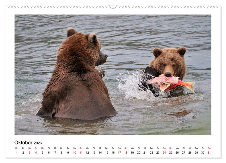 Produktbild: Braunb&auml;ren in Alaska (Wandkalender 2026 DIN A2 quer), CALVENDO Monatskalender