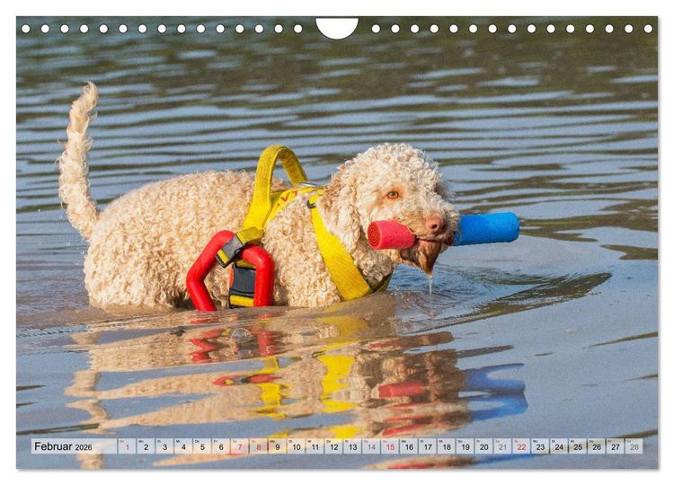 Produktbild: Lagotto Romagnolo - Ein Hund zum Verlieben (Wandkalender 2026 DIN A4 quer), CALVENDO Monatskalender