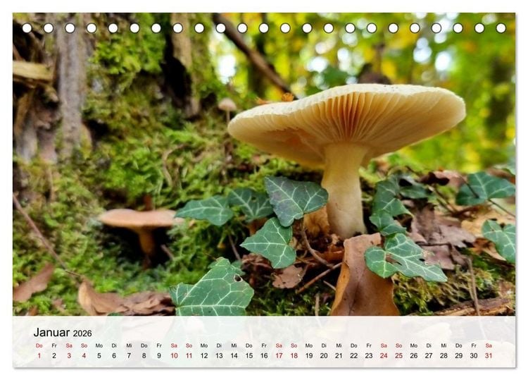Produktbild: Pilze - Geheimnisvolle Herrscher der W&auml;lder (Tischkalender 2026 DIN A5 quer), CALVENDO Monatskalender