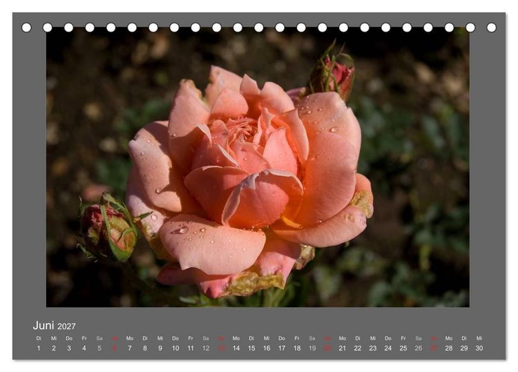 Produktbild: Madeiras Blumenwelt (Tischkalender 2027 DIN A5 quer), CALVENDO Monatskalender
