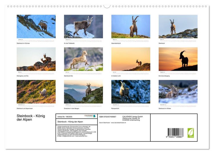 Produktbild: Steinbock - K&ouml;nig der Alpen (hochwertiger Premium Wandkalender 2026 DIN A2 quer), Kunstdruck in Hochglanz