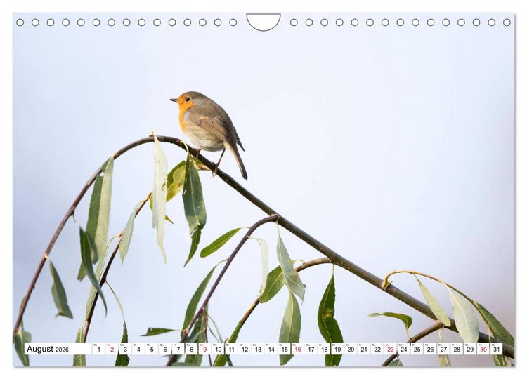Produktbild: Geliebtes Rotkehlchen (Wandkalender 2026 DIN A4 quer), CALVENDO Monatskalender