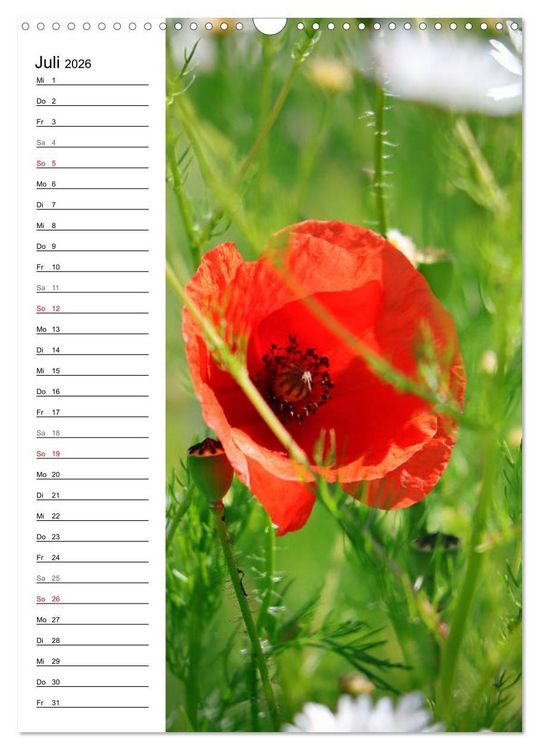Produktbild: Mohn, zarte Bl&uuml;ten, starke Farben, der Geburtstagskalender (Wandkalender 2026 DIN A3 hoch), CALVENDO Monatskalender