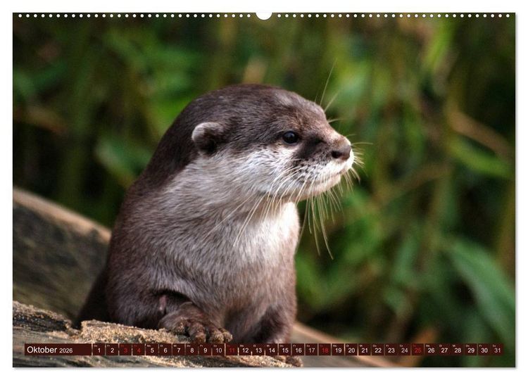 Produktbild: Otter. Frech, laut und clever (hochwertiger Premium Wandkalender 2026 DIN A2 quer), Kunstdruck in Hochglanz