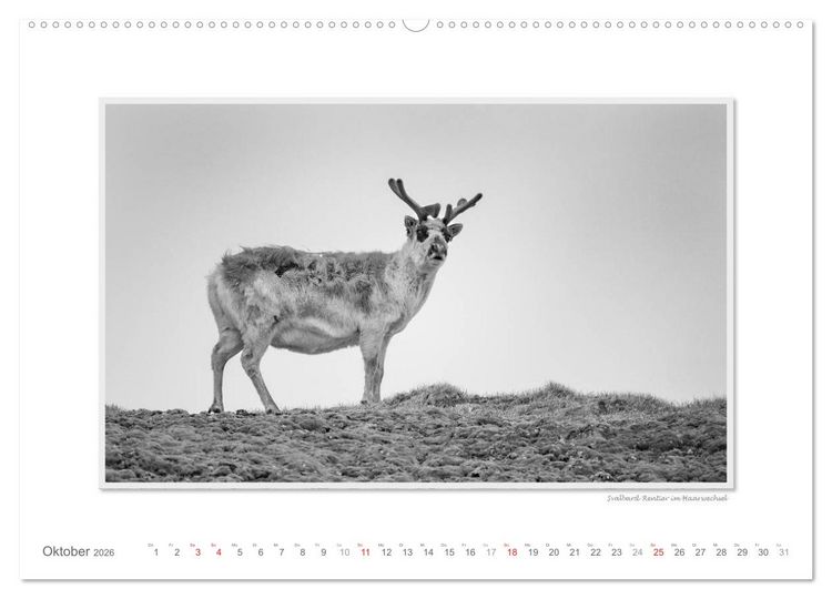 Produktbild: Spitzbergen Svalbard (Wandkalender 2026 DIN A2 quer), CALVENDO Monatskalender