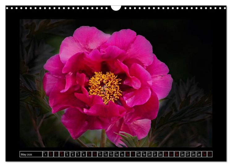 Produktbild: Mysterious plant portraits (Wall Calendar 2026 DIN A3 landscape), CALVENDO 12 Month Wall Calendar