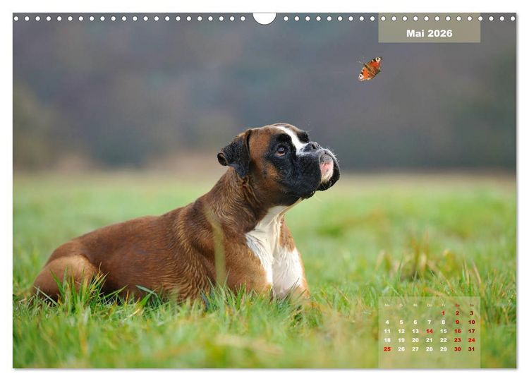 Produktbild: Typisch Boxer (Wandkalender 2026 DIN A3 quer), CALVENDO Monatskalender