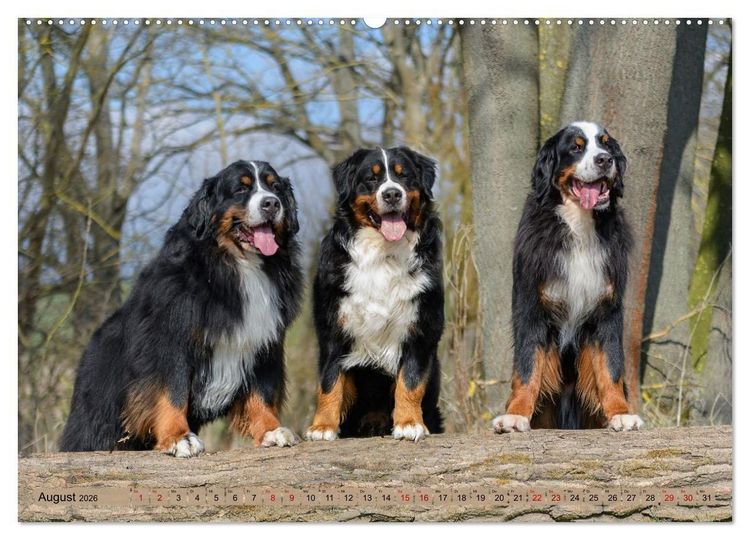 Produktbild: Berner Sennenhunde - Mit jedem Blick ein St&uuml;ck Geborgenheit (Wandkalender 2026 DIN A2 quer), CALVENDO Monatskalender
