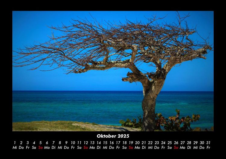 Produktbild: B&auml;ume 2025 Fotokalender DIN A3