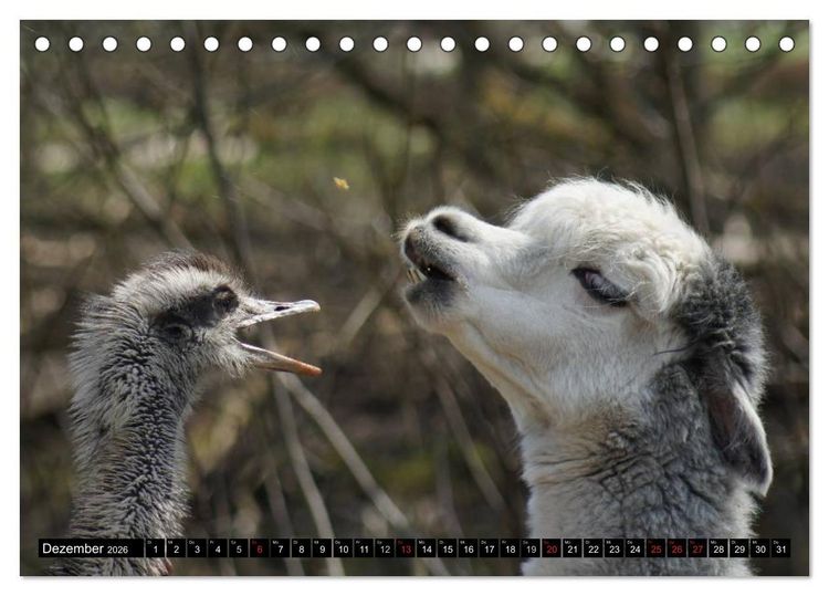 Produktbild: Lama und Alpaka (Tischkalender 2026 DIN A5 quer), CALVENDO Monatskalender