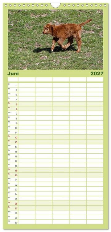 Produktbild: Familienplaner 2027 - Muuuhhh! mit 5 Spalten (Wandkalender, 21 x 45 cm) CALVENDO
