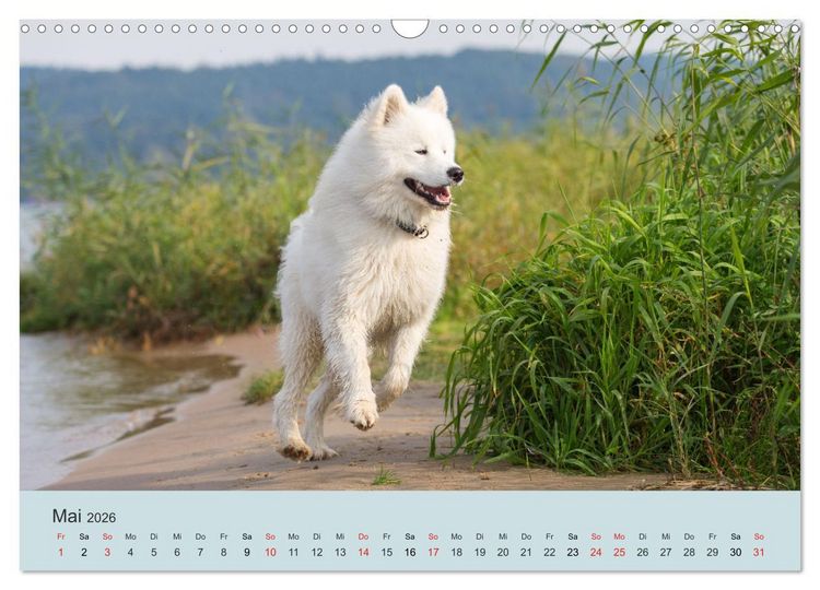 Produktbild: Samojeden - Liebenswerte Fellkugeln (Wandkalender 2026 DIN A3 quer), CALVENDO Monatskalender