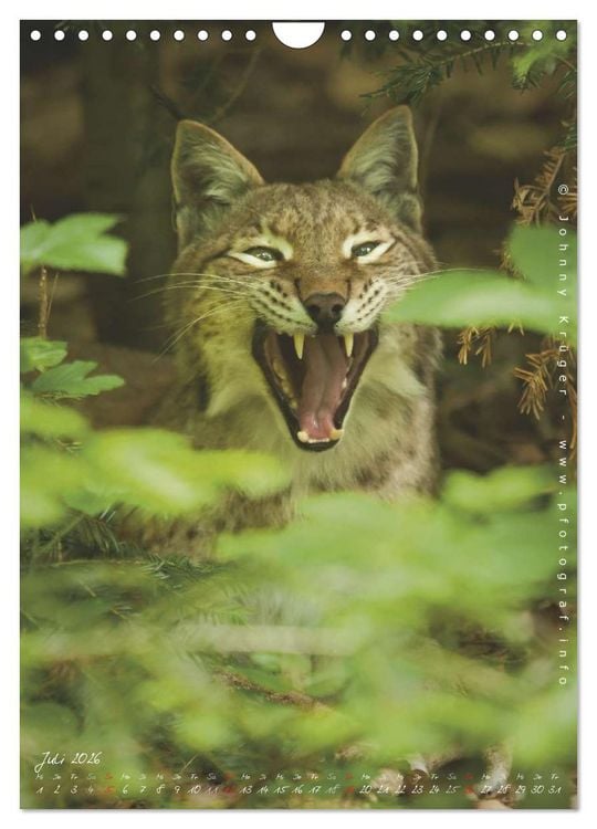 Produktbild: Luchs (Wandkalender 2026 DIN A4 hoch), CALVENDO Monatskalender