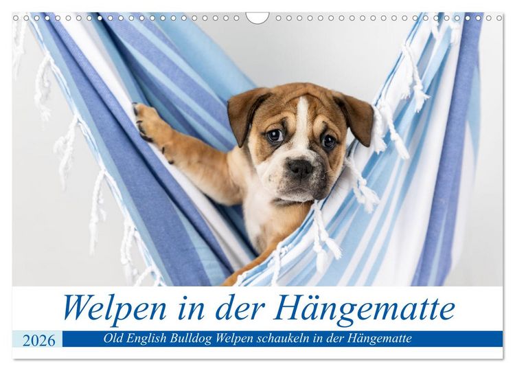 Produktbild: Welpen in der H&auml;ngematte (Wandkalender 2026 DIN A3 quer), CALVENDO Monatskalender