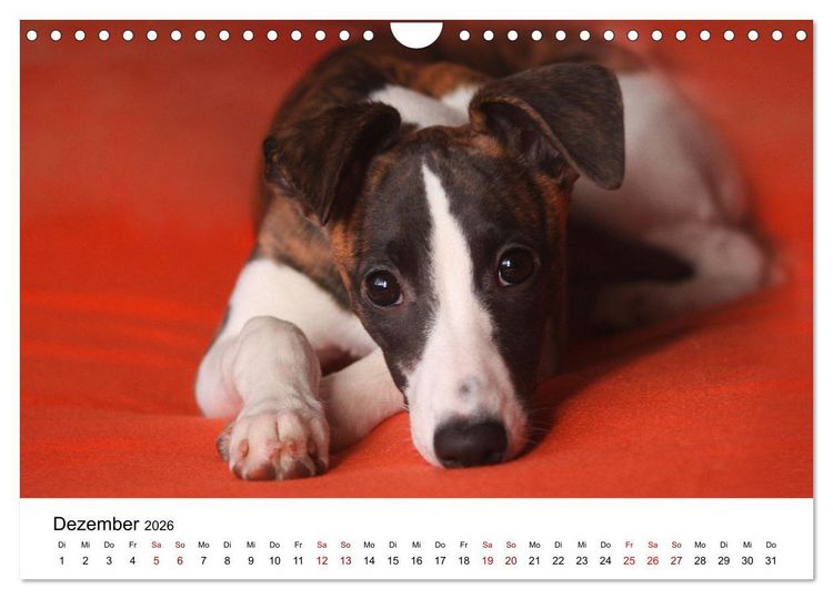 Produktbild: Total gechillte Hunde (Wandkalender 2026 DIN A4 quer), CALVENDO Monatskalender