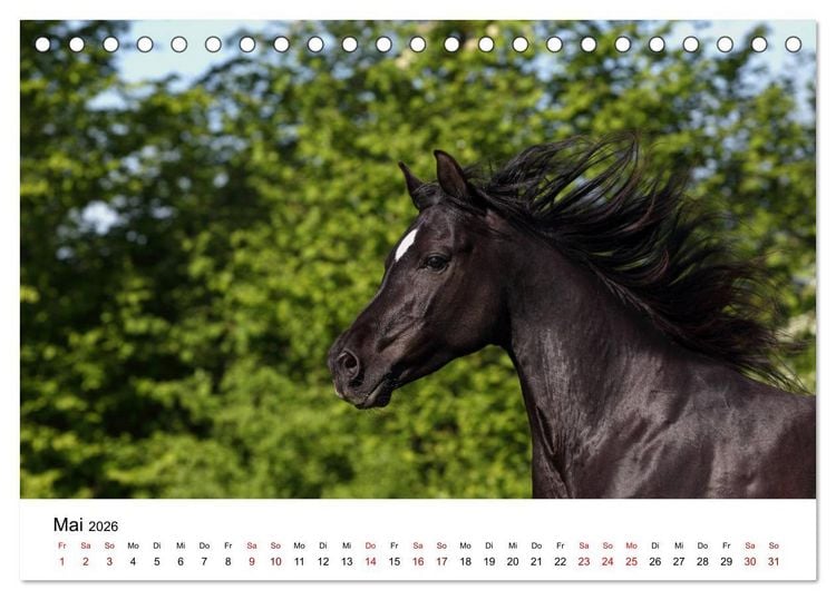 Produktbild: Pferde - im Galopp durch's Jahr 2026 (Tischkalender 2026 DIN A5 quer), CALVENDO Monatskalender