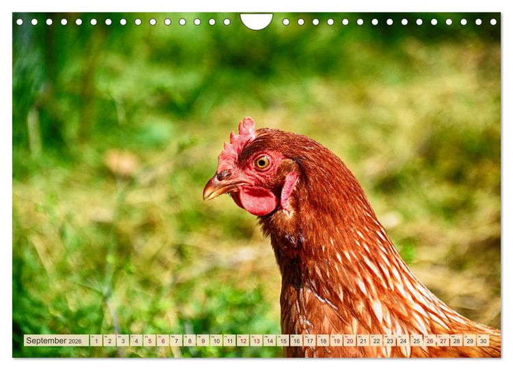 Produktbild: Charmante H&uuml;hner (Wandkalender 2026 DIN A4 quer), CALVENDO Monatskalender