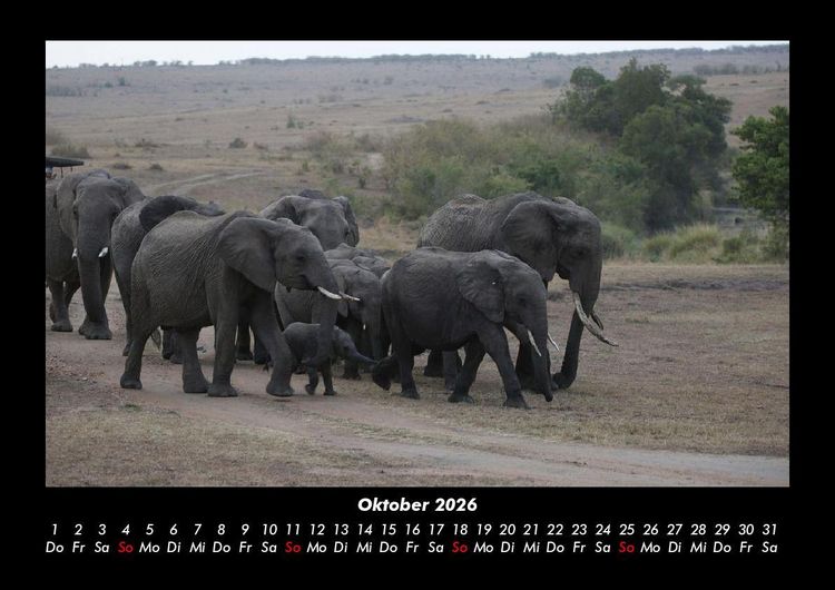 Produktbild: Der Elefantenkalender 2026 Fotokalender DIN A3