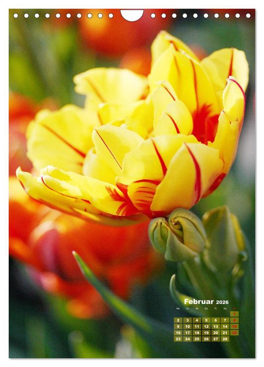 Produktbild: Ein buntes Tulpenjahr (Wandkalender 2026 DIN A4 hoch), CALVENDO Monatskalender