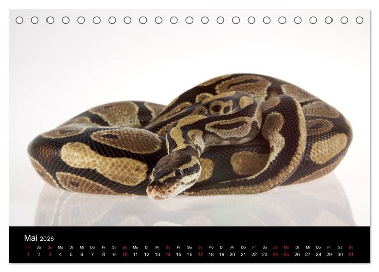 Produktbild: Reptilien & Co. (Tischkalender 2026 DIN A5 quer), CALVENDO Monatskalender