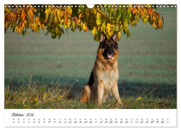 Produktbild: Deutsche Sch&auml;ferhunde - Senioren auf vier Pfoten (Wandkalender 2026 DIN A3 quer), CALVENDO Monatskalender