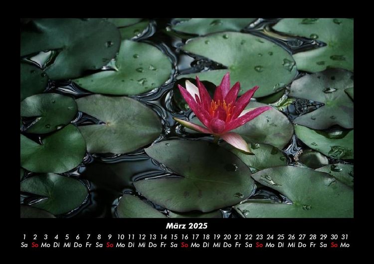 Produktbild: Rosen-Kalender 2025 Fotokalender DIN A3
