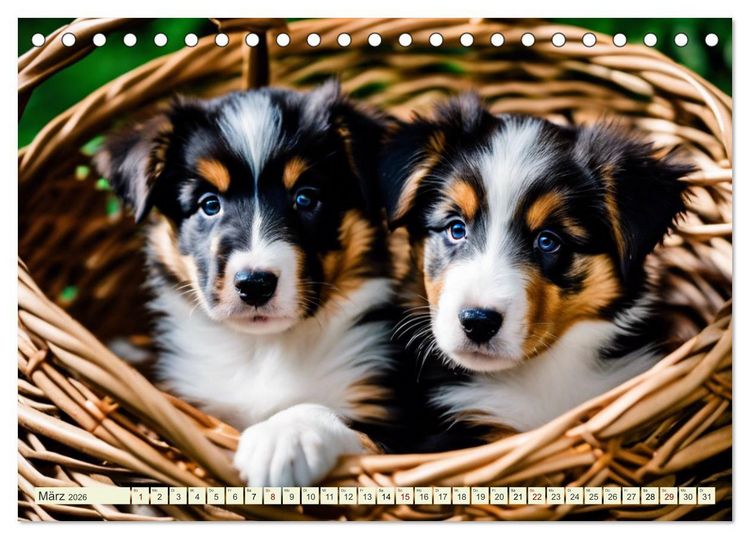 Produktbild: Traumhund Collie (Tischkalender 2026 DIN A5 quer), CALVENDO Monatskalender