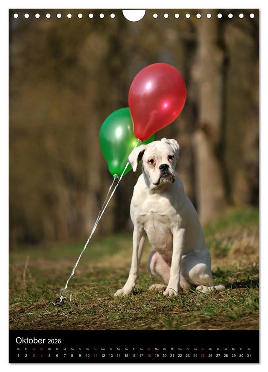 Produktbild: Boxer? Na klar! (Wandkalender 2026 DIN A4 hoch), CALVENDO Monatskalender