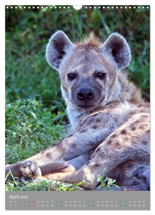 Produktbild: Wildlife of the Masai Mara (Wall Calendar 2026 DIN A3 portrait), CALVENDO 12 Month Wall Calendar