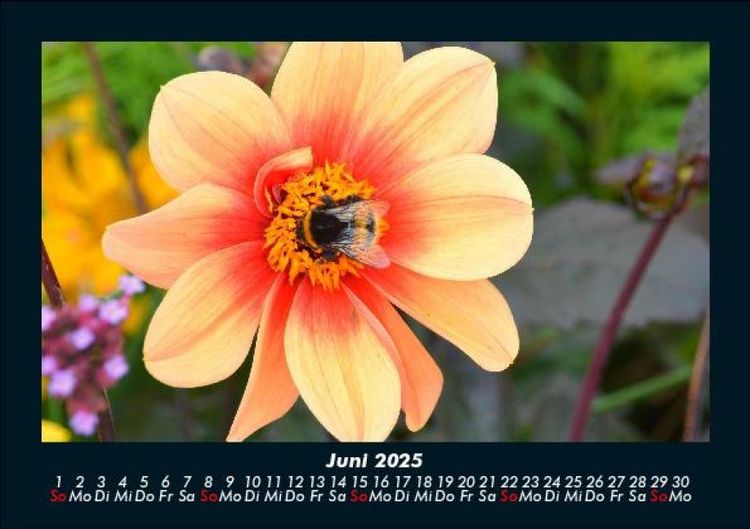 Produktbild: Bienen 2025 Fotokalender DIN A5