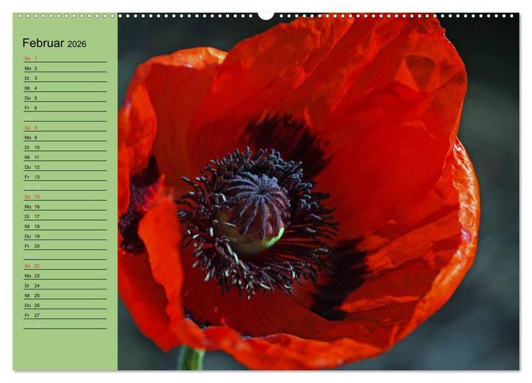 Produktbild: Mohnblumen Tr&auml;ume (hochwertiger Premium Wandkalender 2026 DIN A2 quer), Kunstdruck in Hochglanz