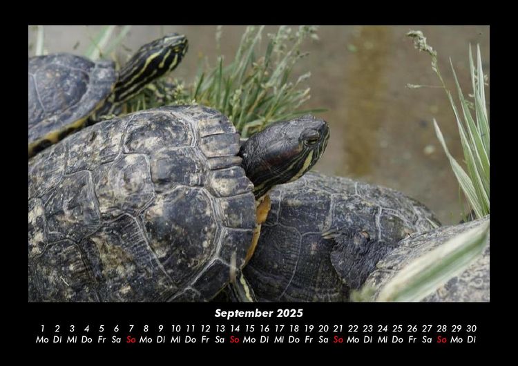 Produktbild: Schildkr&ouml;tenzauber 2025 Fotokalender DIN A3