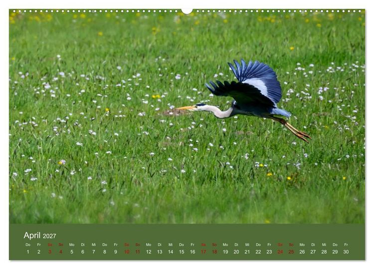 Produktbild: Reiher in der Elbmarsch (hochwertiger Premium Wandkalender 2027 DIN A2 quer), Kunstdruck in Hochglanz