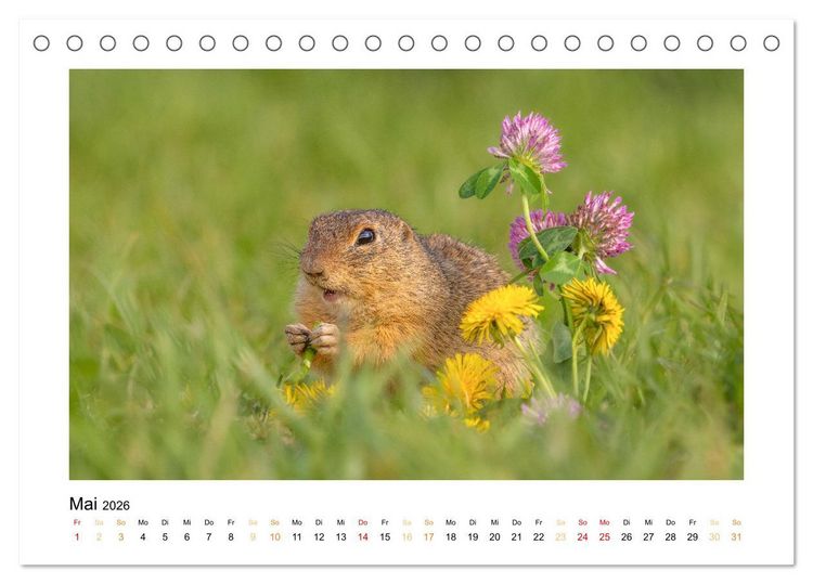 Produktbild: Wiener Tierwelt (Tischkalender 2026 DIN A5 quer), CALVENDO Monatskalender
