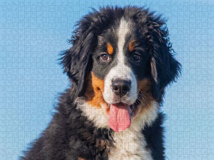 Produktbild: CALVENDO Puzzle Ein entz&uuml;ckender junger Berner Sennenhund | 1000 Teile Lege-Gr&ouml;&szlig;e 64x48cm Foto-Puzzle f&uuml;r gl&uuml;ckliche Stunden
