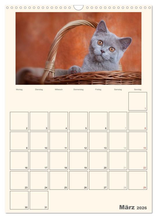 Produktbild: Schmusige Britisch Kurzhaar (Wandkalender 2026 DIN A3 hoch), CALVENDO Monatskalender