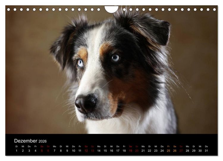 Produktbild: Charmante Australian Shepherds (Wandkalender 2026 DIN A4 quer), CALVENDO Monatskalender