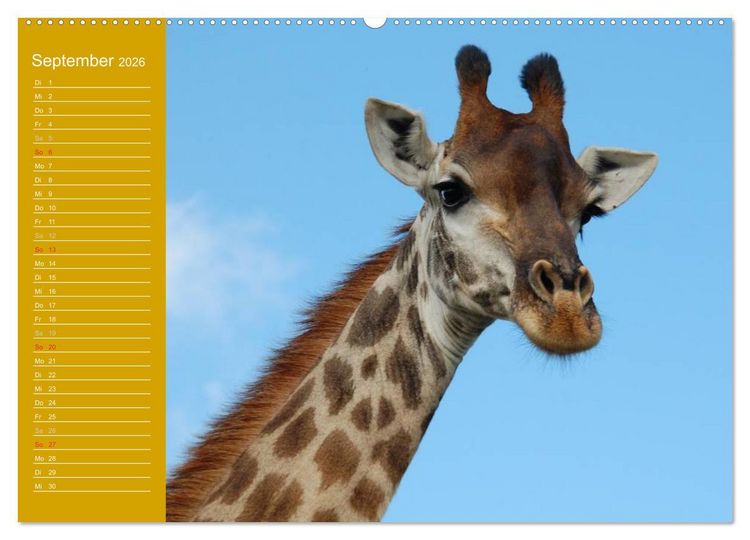 Produktbild: Giraffen / Geburtstagskalender (Wandkalender 2026 DIN A2 quer), CALVENDO Monatskalender
